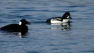 国产鸭子视频大全免费,尽享美味鸭韵时光