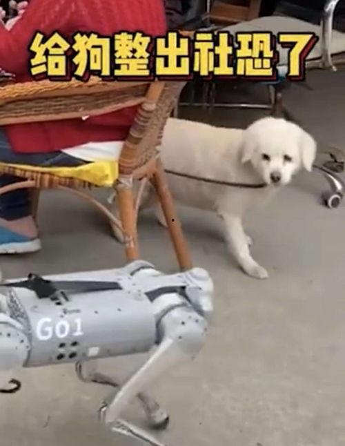 国产机器狗亮相视频下载,智能科技引领未来潮流
