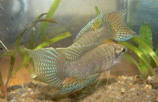 国产斗鱼怎么喂养的视频,视频教程详解