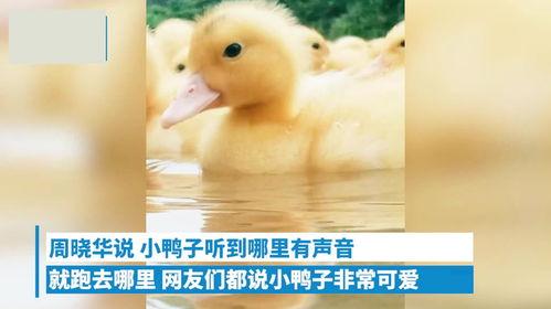 小黄鸭视频国产,小黄鸭视频引领国产动画新潮流